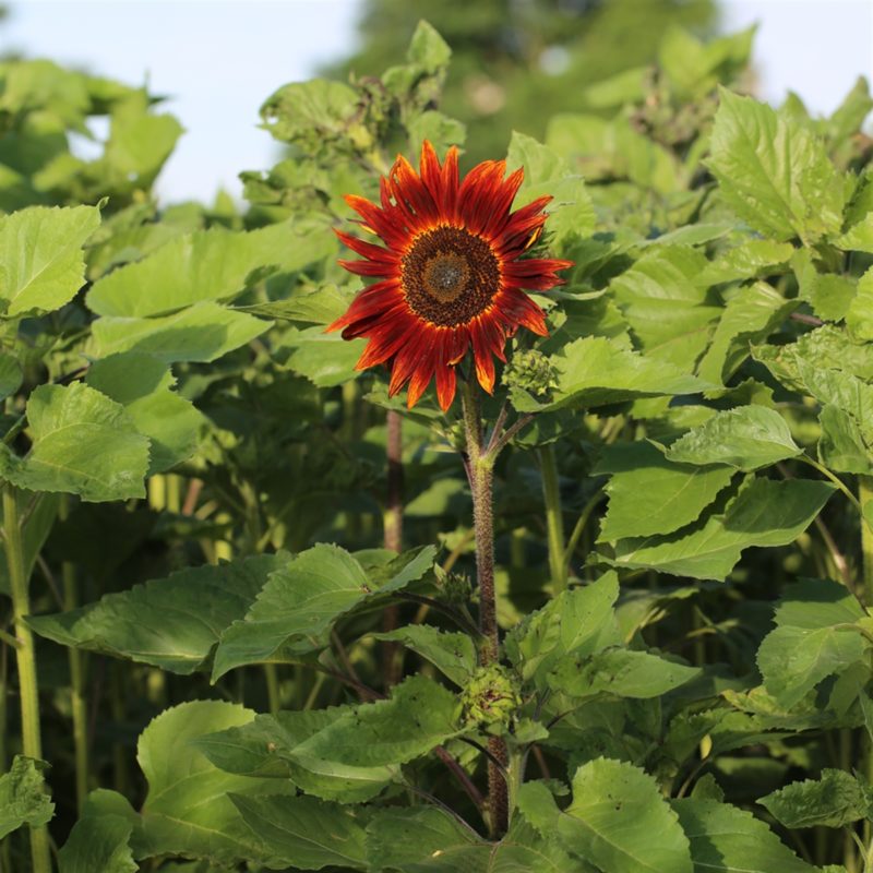 Graines bio de Tournesol Moyen Rouge