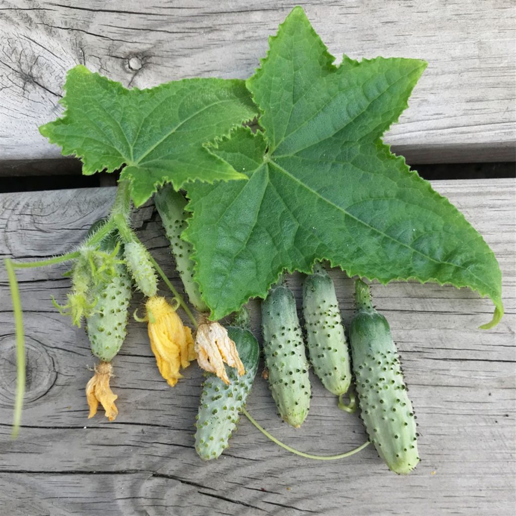 CORNICHON VERT PETIT DE PARIS Les jardins 2 demain