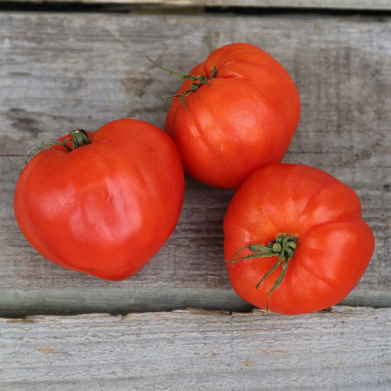 Tomate COEUR DE BOEUF - CUOR DI BUE