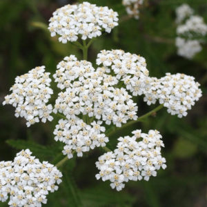 Achillée Millefeuille - Ferme de Sainte Marthe