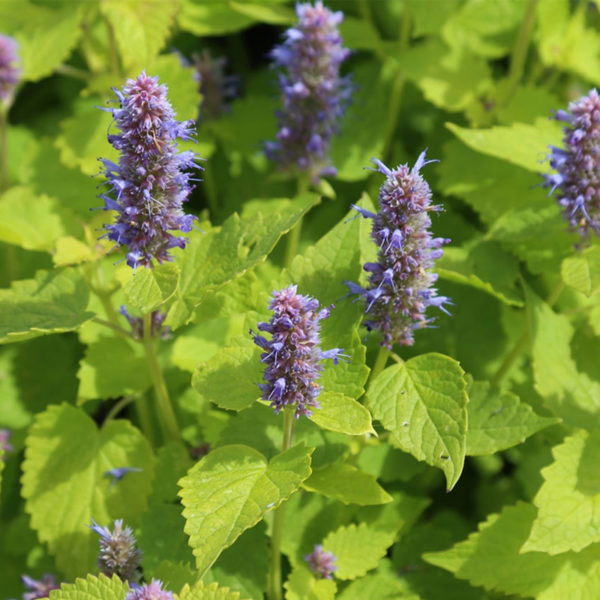 Agastache rugosa - Ferme de Sainte Marthe