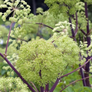 Angélique officinale - Ferme de Sainte Marthe