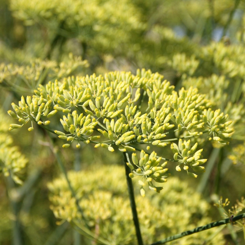 Anis vert (Pimpinella anisum), Les Aromatiques