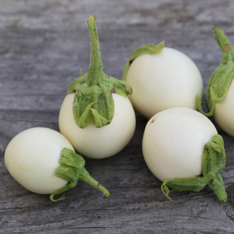 AUBERGINE BLANCHE OEUF FERME DE SAINTE MARTHE