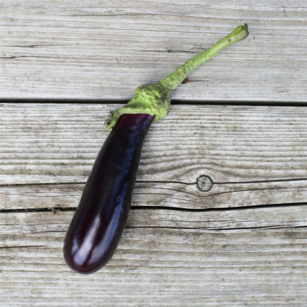 Aubergine de Barbentane - Ferme de Sainte Marthe