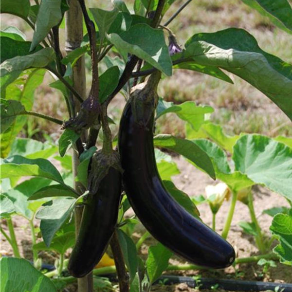 Aubergine de Barbentane - Ferme de Sainte Marthe