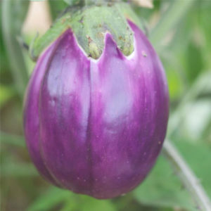 Aubergine Violetta di Firenze - Ferme de Sainte Marthe